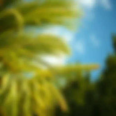 Magnificent Comprehensive Guide to Palm Fronds: Cultural Significance, Uses, and Impact