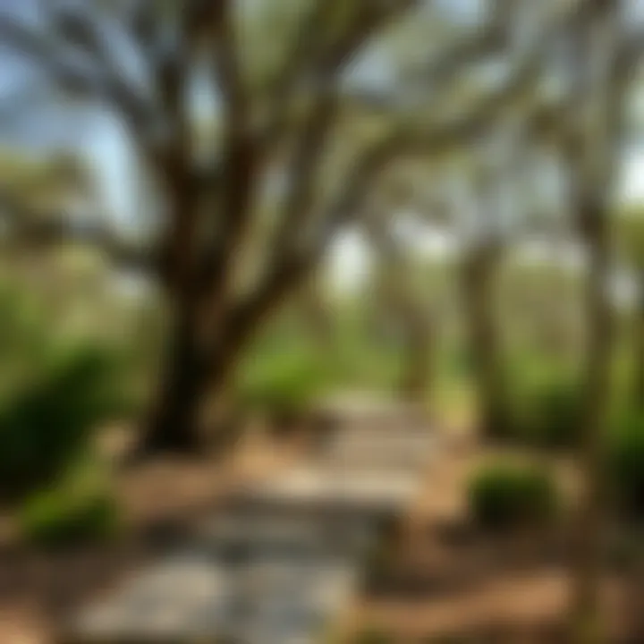 Magnificent Exploring Ghaf Woods: A Unique Natural Gem in Dubai
