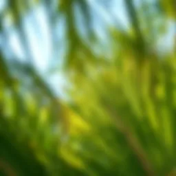 Comprehensive Guide to Palm Fronds: Cultural Significance, Uses, and Impact Introduction