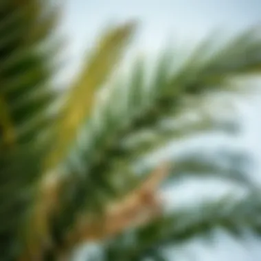 Notable Comprehensive Guide to Palm Fronds: Cultural Significance, Uses, and Impact