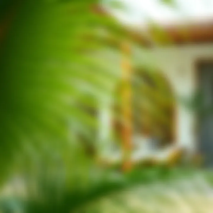 Comprehensive Guide to Palm Fronds: Cultural Significance, Uses, and Impact Summary