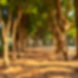 Exploring Ghaf Woods: A Unique Natural Gem in Dubai Introduction