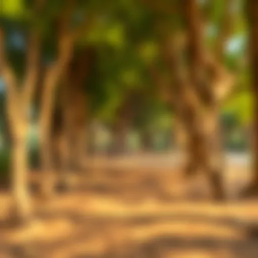 Exploring Ghaf Woods: A Unique Natural Gem in Dubai Introduction