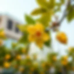 A vibrant lemon blossom symbolizing cultural richness